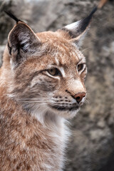 Portrait of The Eurasian lynx close-up, lat. Lynx lynx