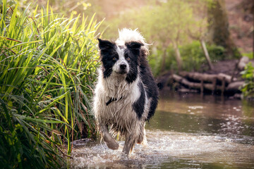 Obraz premium Black and White Border Collie Dog Playing In Water