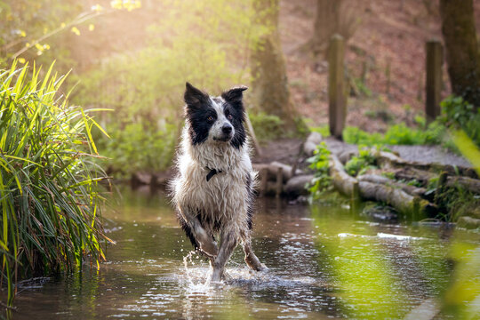 Black and White Border Collie Dog Playing In Water - Powered by Adobe