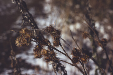 Gr&auml;ser im Schnee