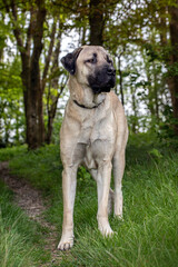 Large Anatolian Shepherd Dog