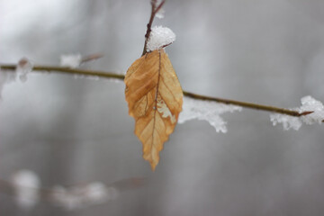 einzelnes Buchenblatt an schneebedecktem Zweig