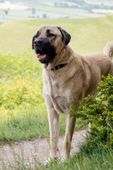 Large Anatolian Shepherd Dog