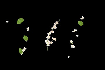 3d render illustration, Amazing picture of flowers