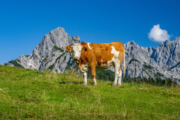 Fototapeta na wymiar Young cow stands on an alpine meadow in front of the Reiter Steinberge in the beautiful Salzburger Land, Austria, Europe