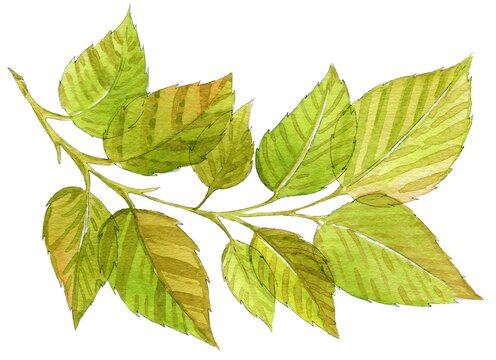 Green decorative birch leaves isolated on white background, watercolor, design element