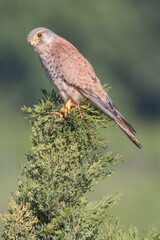 Turmfalke sitzt auf seinem Wachposten