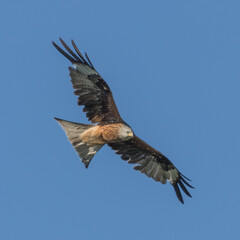 Schwarzer Milan in der Luft