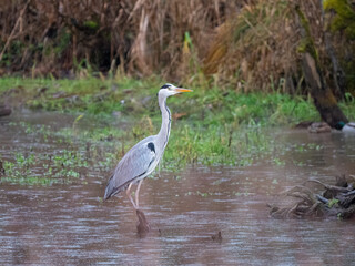 Graureiher (Ardea cinerea) an einem kleinen Bach an einem regnerischen Wintertag in Niederbayern