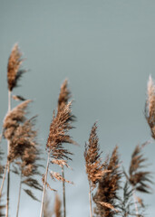 Fototapeta premium Pampas grass,soft plants in the sky, Abstract natural background of soft plants Cortaderia selloana moving in the wind.