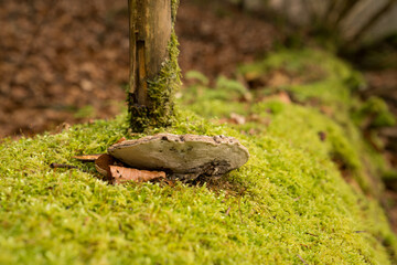Tree fungus