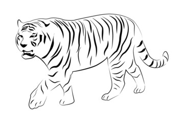 Tiger line art.Continuous one line illustration.Hand drawn tiger silhouette.Vector illustration isolated on white background.