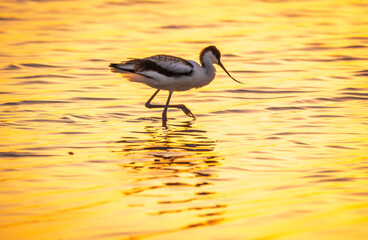 Water bird pied avocet, Recurvirostra avosetta, standing in the water in orange sunset light. The...