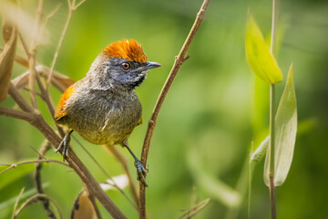 Jo&atilde;o-tenen&eacute;m