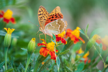 The dark green fritillary butterfly collects nectar on flower. Speyeria aglaja is a species of butterfly in the family Nymphalidae.