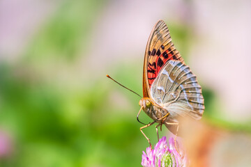 The dark green fritillary butterfly collects nectar on flower. Speyeria aglaja is a species of butterfly in the family Nymphalidae.