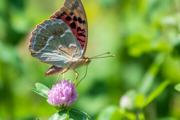 The dark green fritillary butterfly collects nectar on flower. Speyeria aglaja is a species of butterfly in the family Nymphalidae.