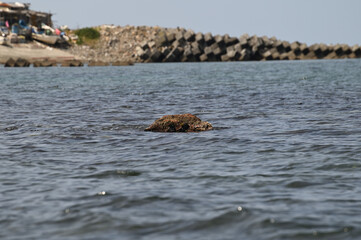 海に浮かぶ1つの岩