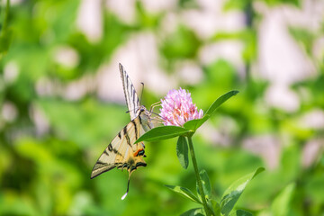 Beautiful Butterfly Scarce Swallowtail, Sail Swallowtail, Pear-tree Swallowtail, Podalirius. Latin name Iphiclides podaliriu. Butterfly collects nectar on flower.