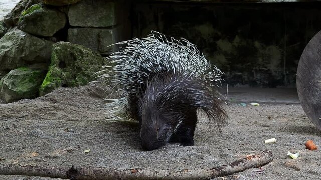 The Indian crested Porcupine, Hystrix indica or Indian porcupine is a large species of hystricomorph rodent belonging to the Old World porcupine family, HystricidaeThe Indian crested Porcupine, Hystri