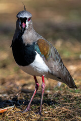 Portrait of a Southern Lapwing (Vanellus chilensis)