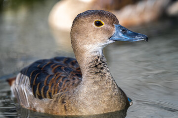 Plumed Whistling Duck (Dendrocygna eytoni)