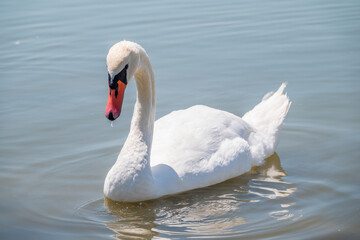 Fototapeta premium Graceful white Swan swimming in the lake, swans in the wild. Portrait of a white swan swimming on a lake.
