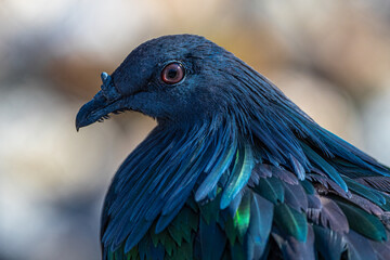 Portrait of a Nicobar Pigeon (Caloenas nicobarica)
