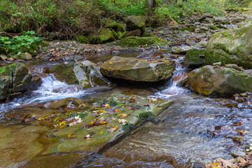 Naklejka na ściany i meble Multicolored leaf fall on fast forest mountain river at autumn.