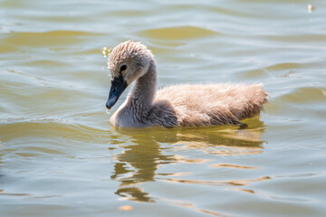 Beautiful baby cygnet mute swan fluffy grey and white chicks. Springtime new born wild swans birds in pond. Young swans swmming in a lake.