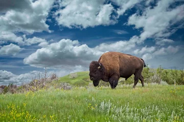Tuinposter Bizon Bison Bull, Theodore Roosevelt National Park, North Dakota, VS