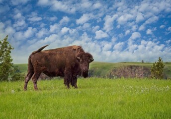 Bison Bull, Theodore Roosevelt National Park, North Dakota, USA - 479225718