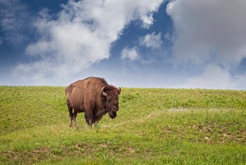 Bison Bull, Theodore Roosevelt National Park, North Dakota, USA - 479225720
