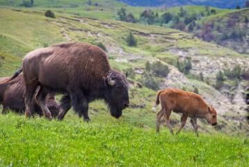 Bison Herd, Theodore Roosevelt National Park, North Dakota, USA - 479225721