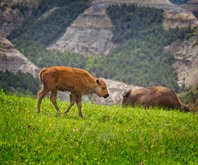 Bison Calf, Theodore Roosevelt National Park, North Dakota, USA - 479225722