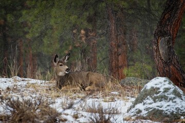 Mule Deer, Snow, Rocky Mountain National Park, Colorado, USA - 479225723