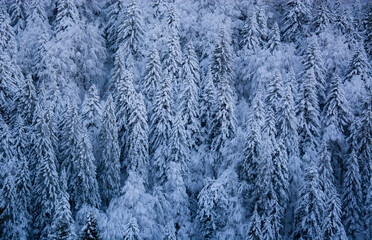 the great cold makes the forest completely frozen