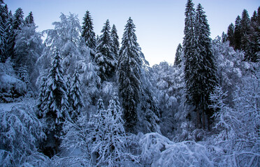 the cold night frost with the North Pole wind froze the forests