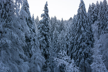 the forests on the mountains with intense cold