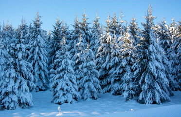 beautiful snow covered forests high in the mountains