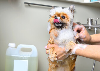 Dog taking a bubble bath