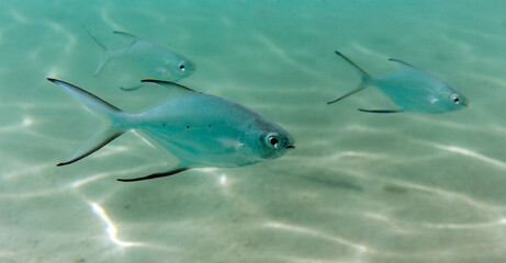 Obraz premium A close picture of Carangidae fish