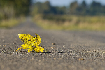 Verwelktes Ahornblatt