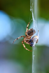 European garden spider with wasps in the web (Araneus diadematus). Female spider and her prey