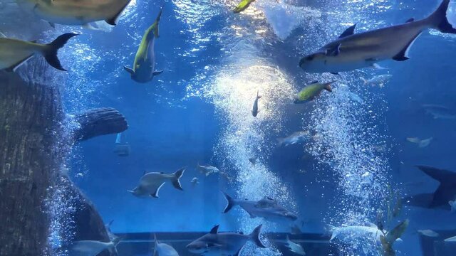 Many big fish in the aquarium