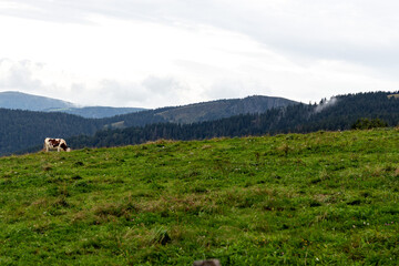 Hike through Vosges, France