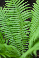 Beautiful branches of green fern close up