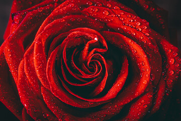 Naklejka premium Red rose with dew drops close up