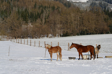 Naklejka premium Horses in winter
