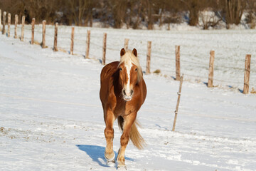 Horses in winter